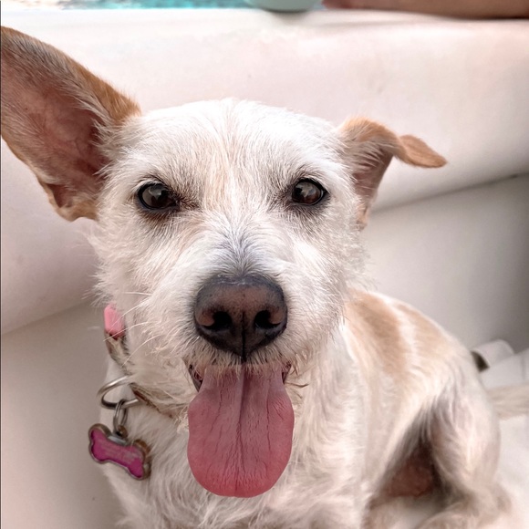 Meet your Posher, Addie - Picture 3 of 4